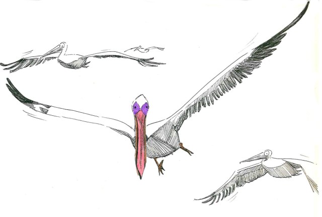 Flying Pelicans_Melanie Franz