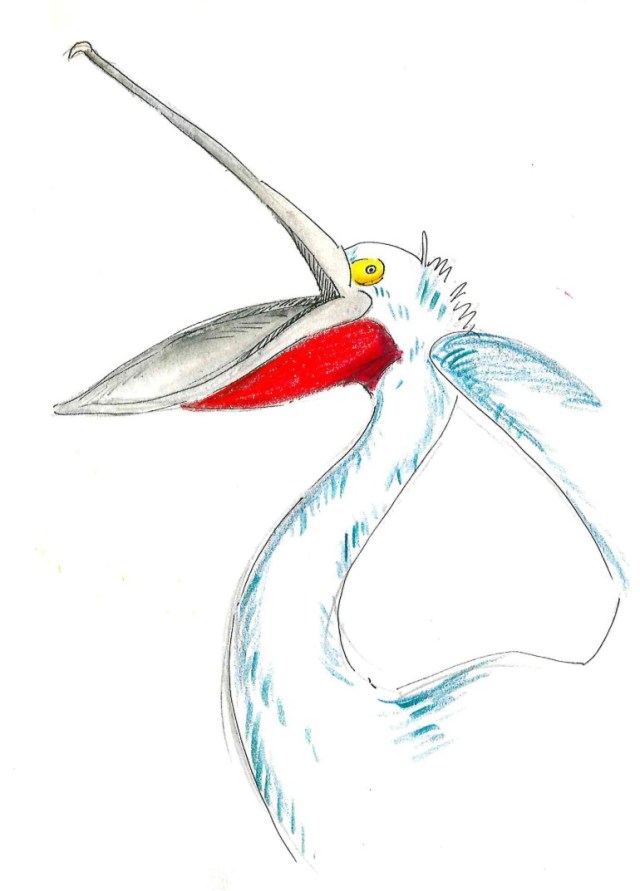 Pelican scream_Melanie Franz