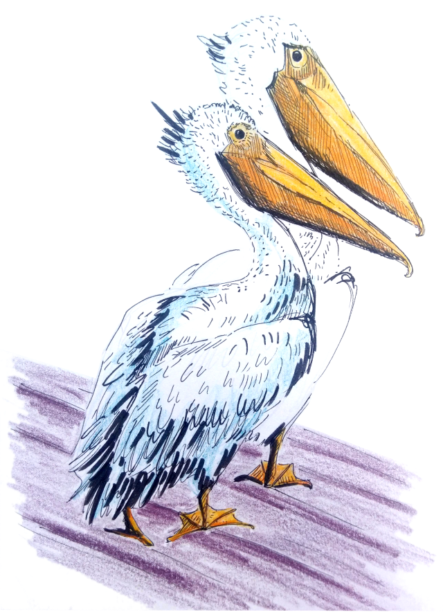 2020_07 Great white Pelicans_Melanie Franz