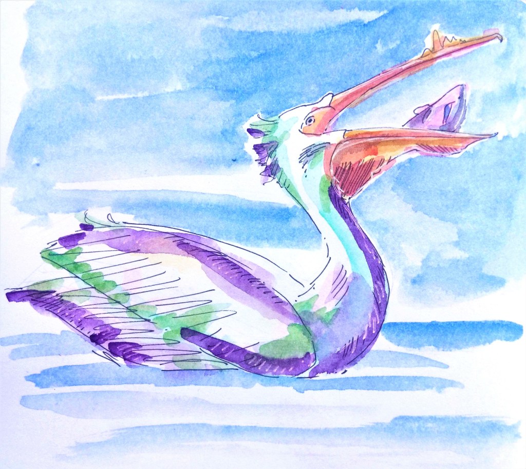 Pelican eating fish_Melanie Franz_