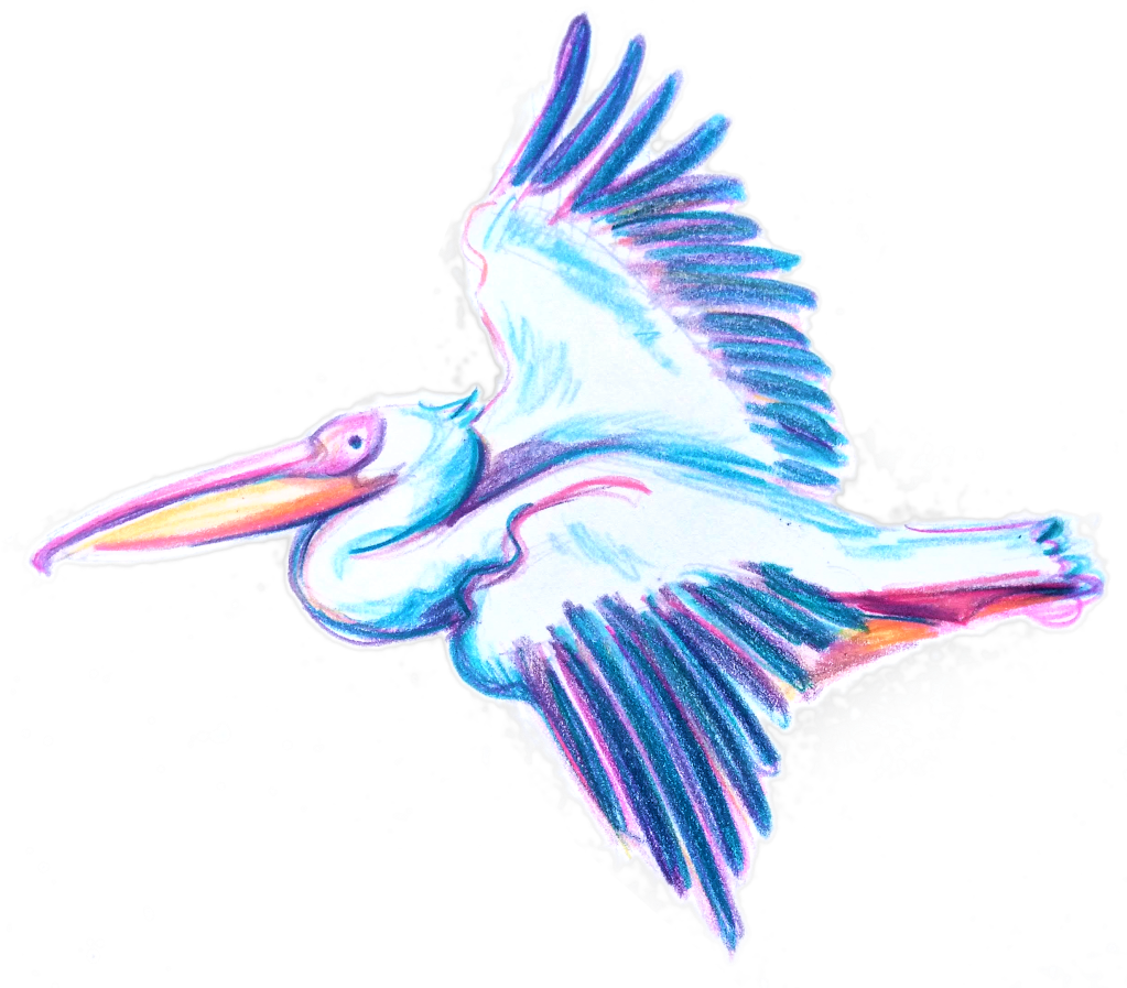 pelicans flying_Melanie Franz