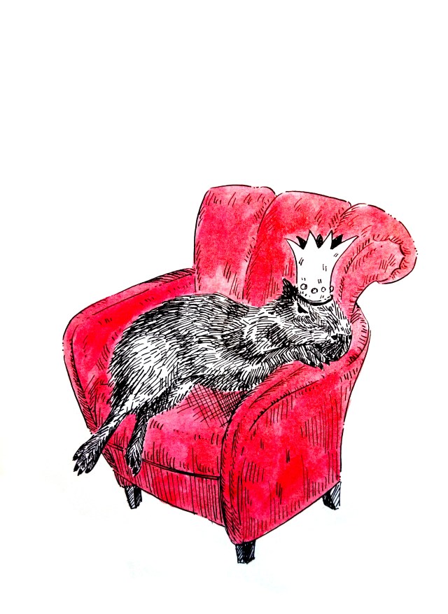 201212-carybara-king_Melanie Franz