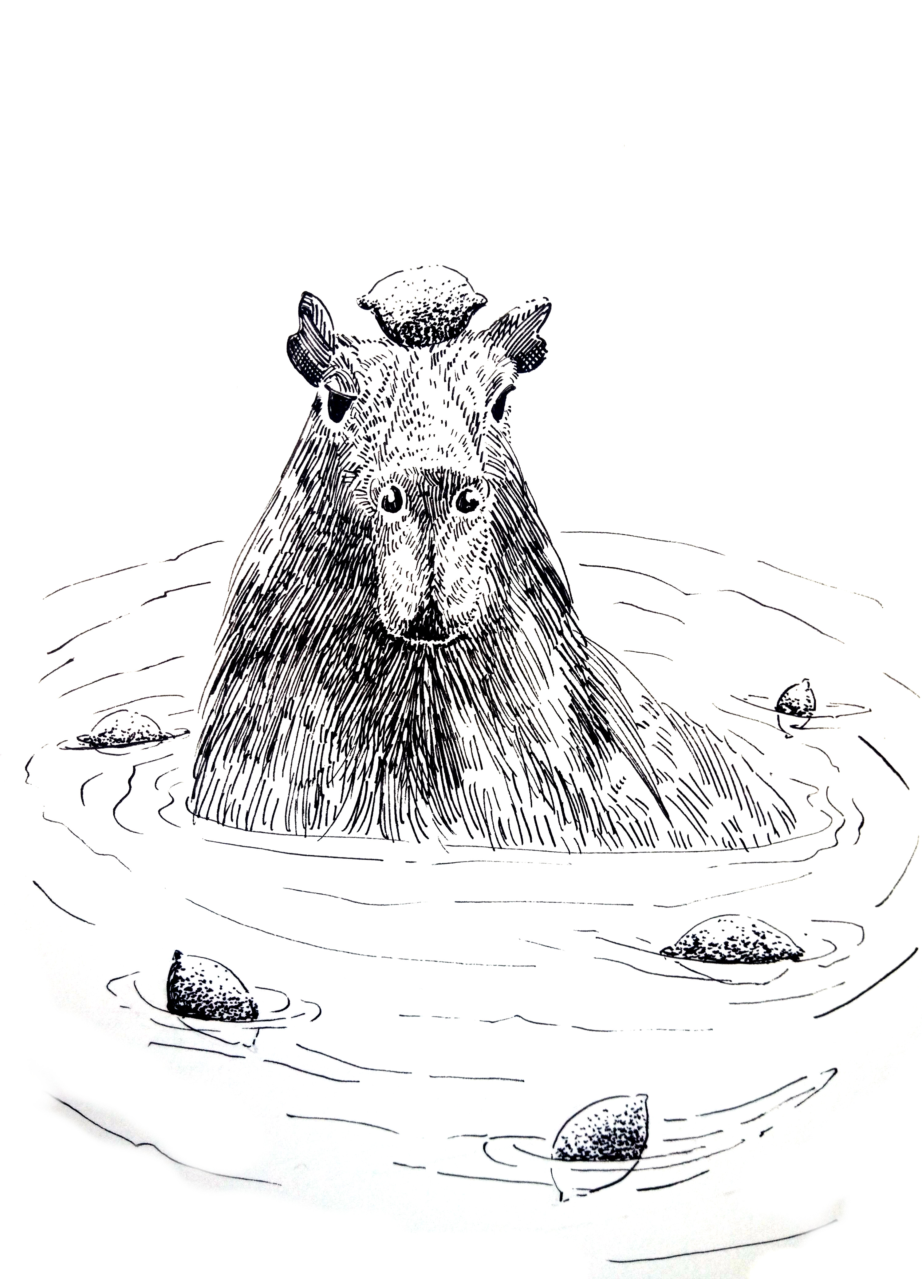 201218 Capybara Lemon_ Melanie Franz