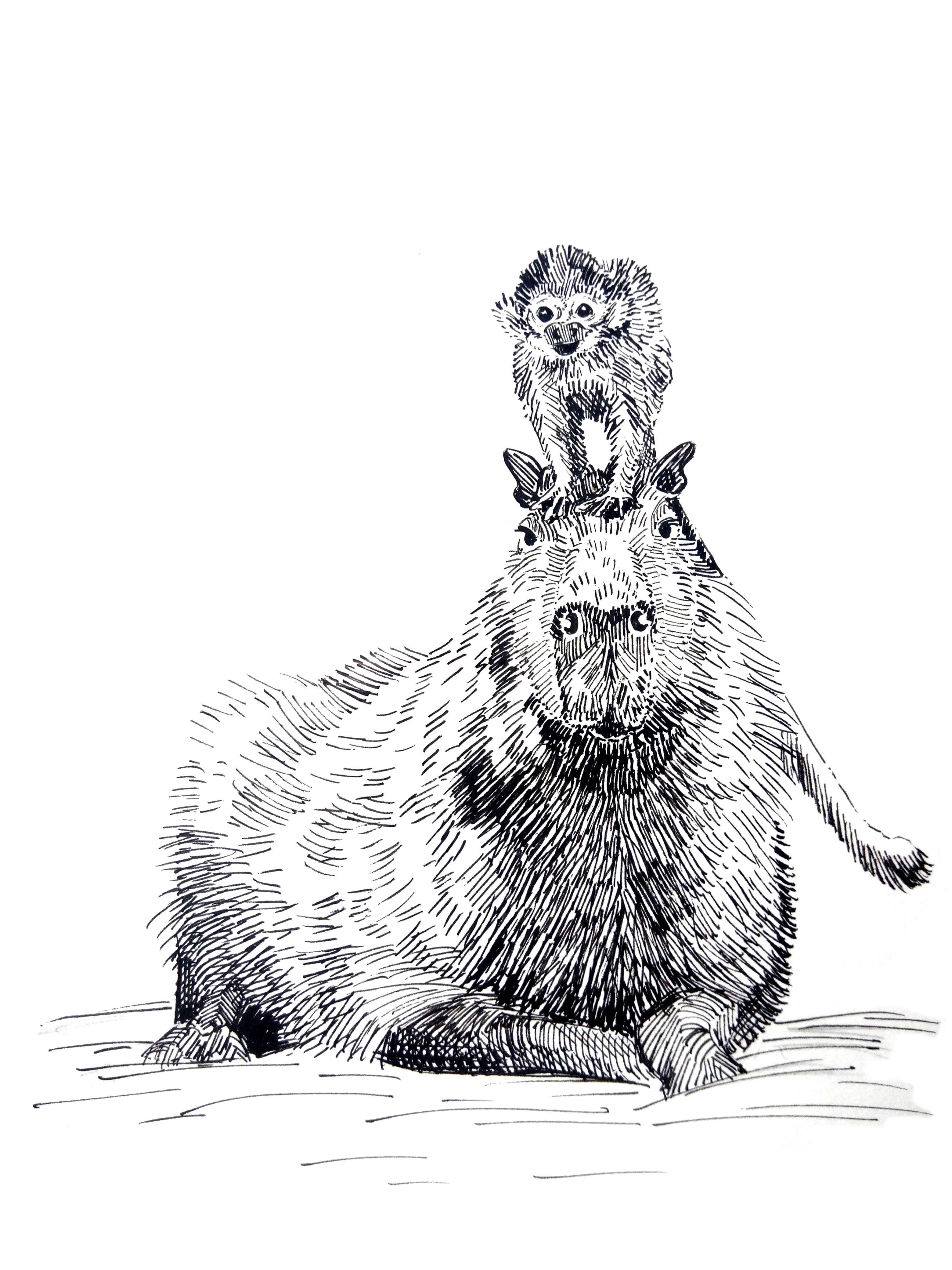 201226-capybara-monkey-ride_Melanie Franz