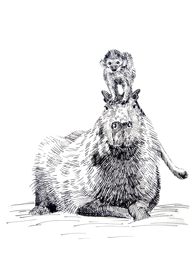 201226-capybara-monkey-ride_Melanie Franz