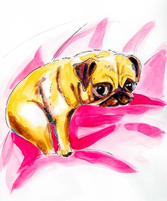 Pug Dog_Melanie Franz