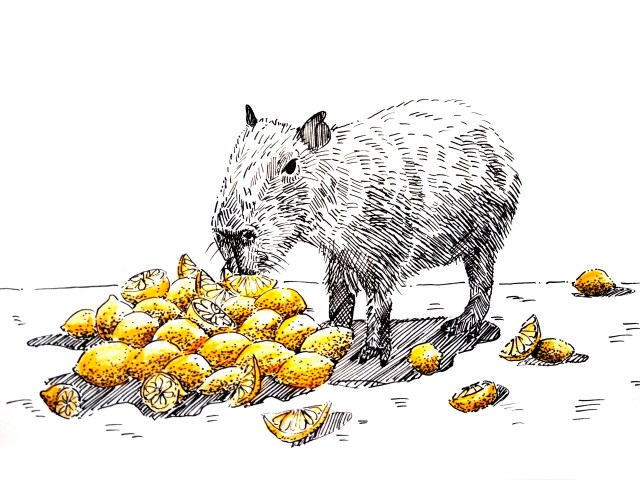 210160 Capybara eating lemons_Melanie Franz