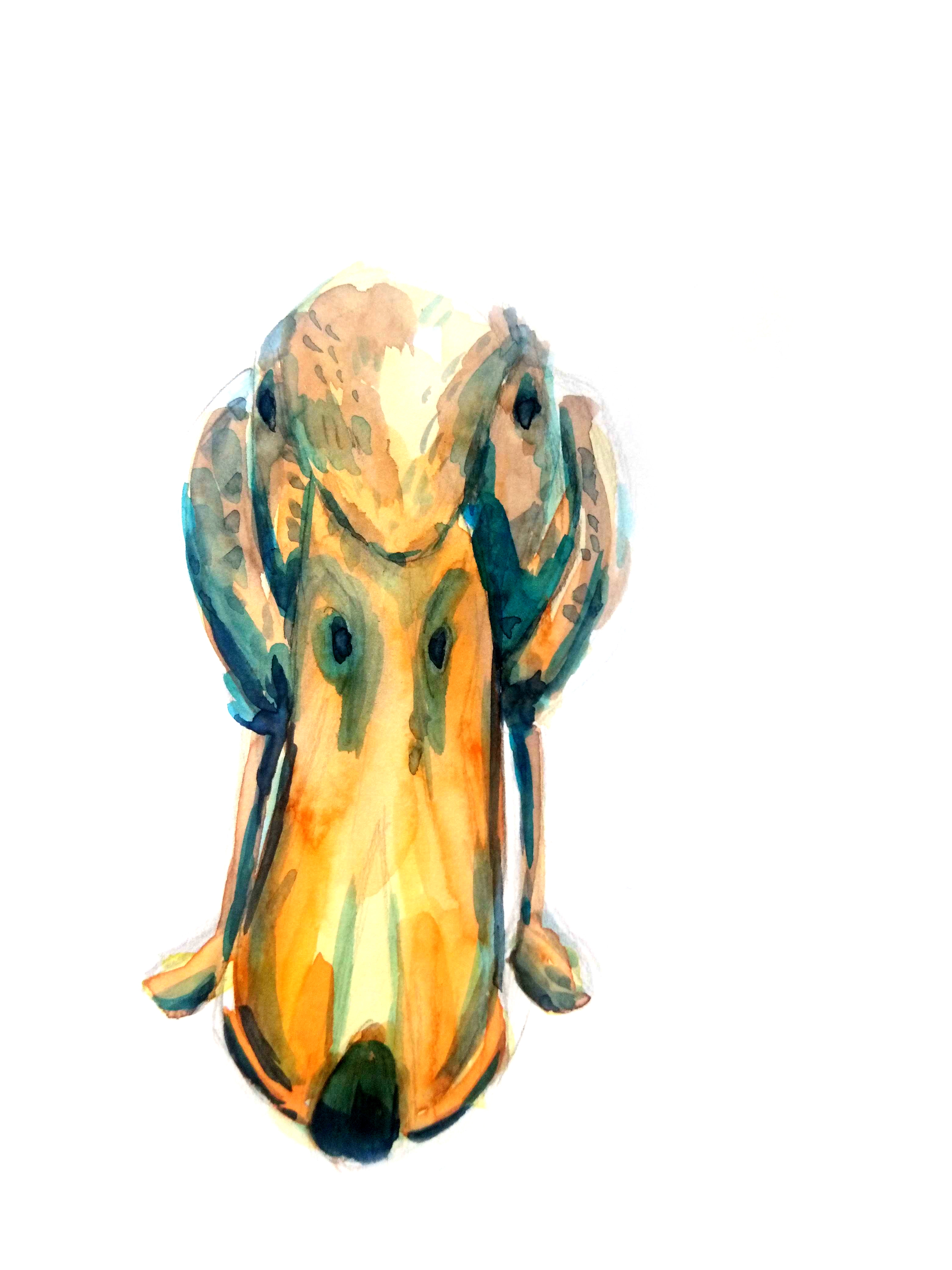 210520-duck-closeup_Melanie Franz