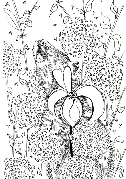 capybara Melanie Franz