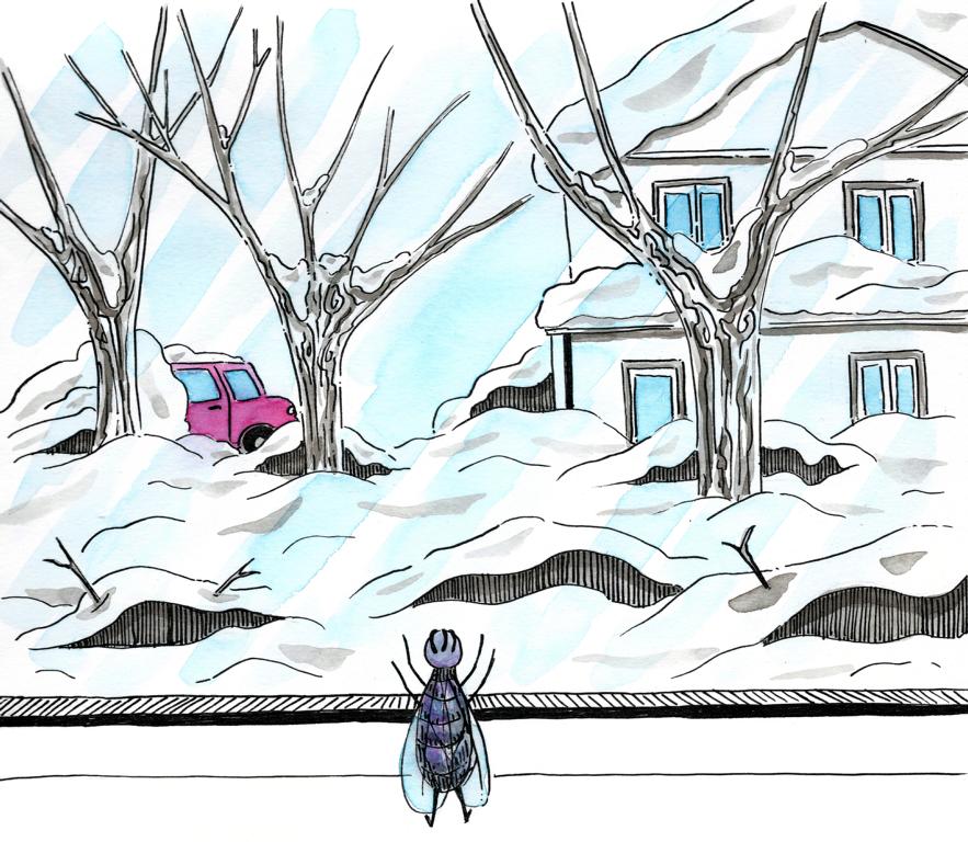 Children's Book_Fly Adventure_Melanie Franz