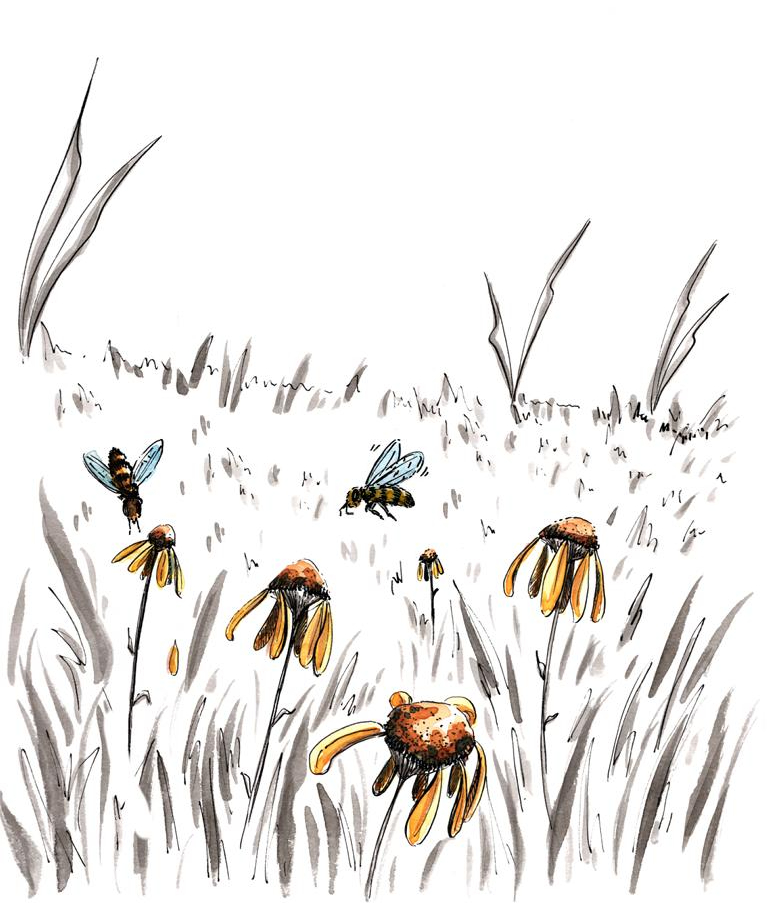 Fly garden autumn bees_Melanie Franz