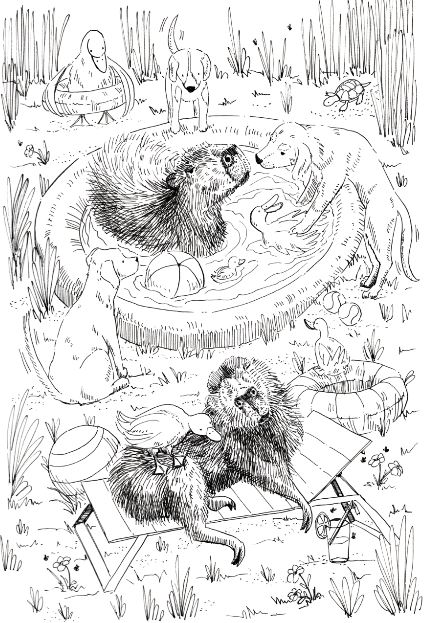 Capybara pool party _ Melanie Franz