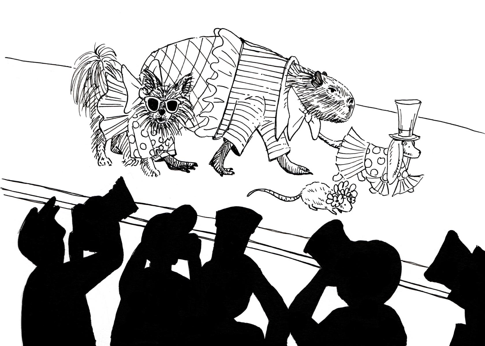 Cat walk capybara - Melanie Franz