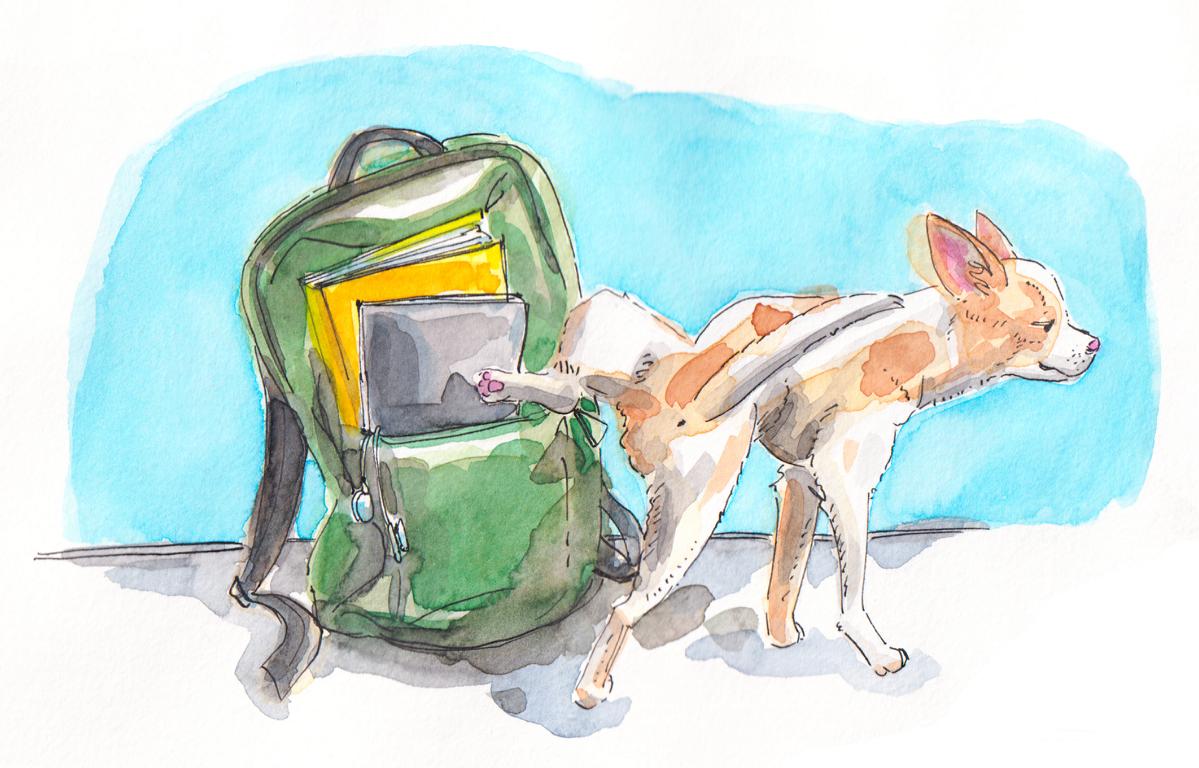 2111 Chihuaha peeing on bag_watercolour ink_Melanie Franz