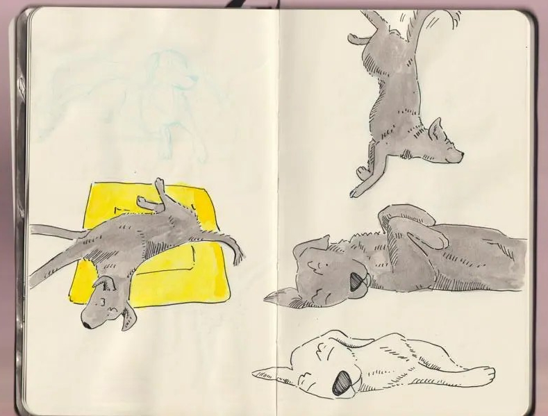 Character sketches Labrador ink _Melanie Franz