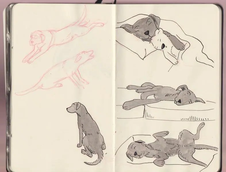 Character sketches Labrador ink _Melanie Franz