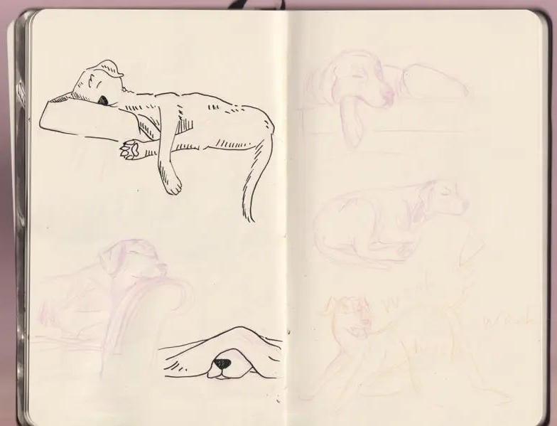 Character sketches Labrador ink _Melanie Franz