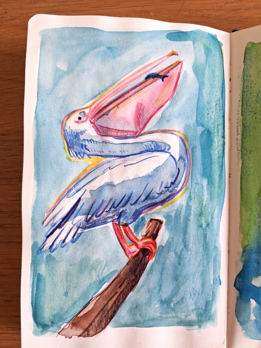 Pelican watercolour pencil Melanie Franz