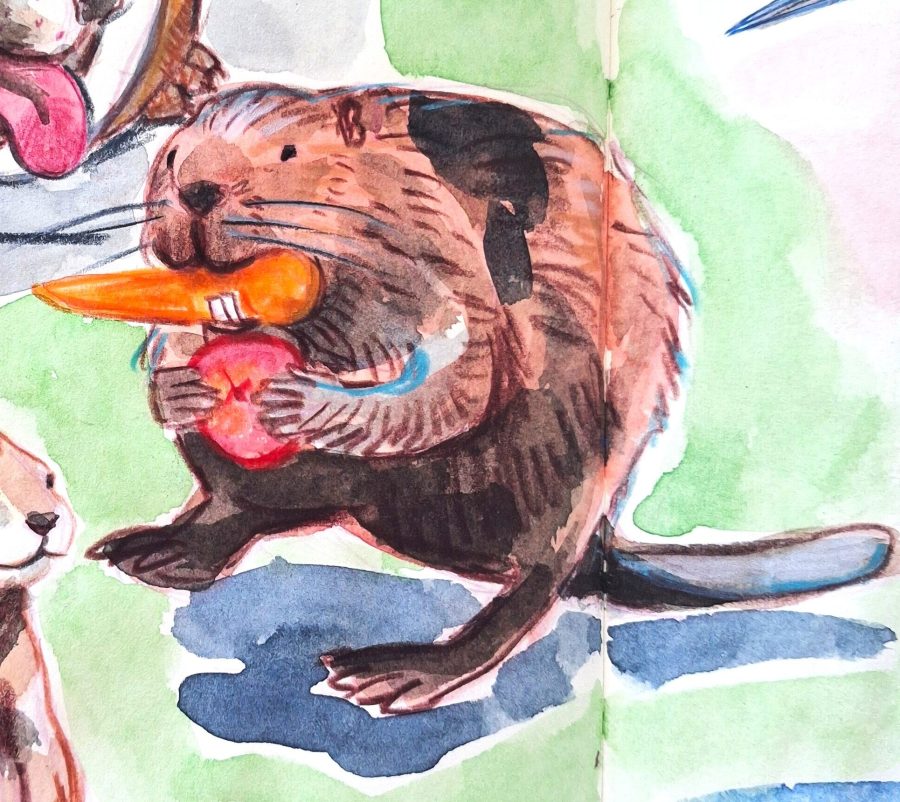 beaver watercolour Melanie Franz